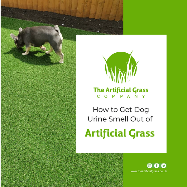 How to Get Dog Urine Smell Out of Artificial Grass?