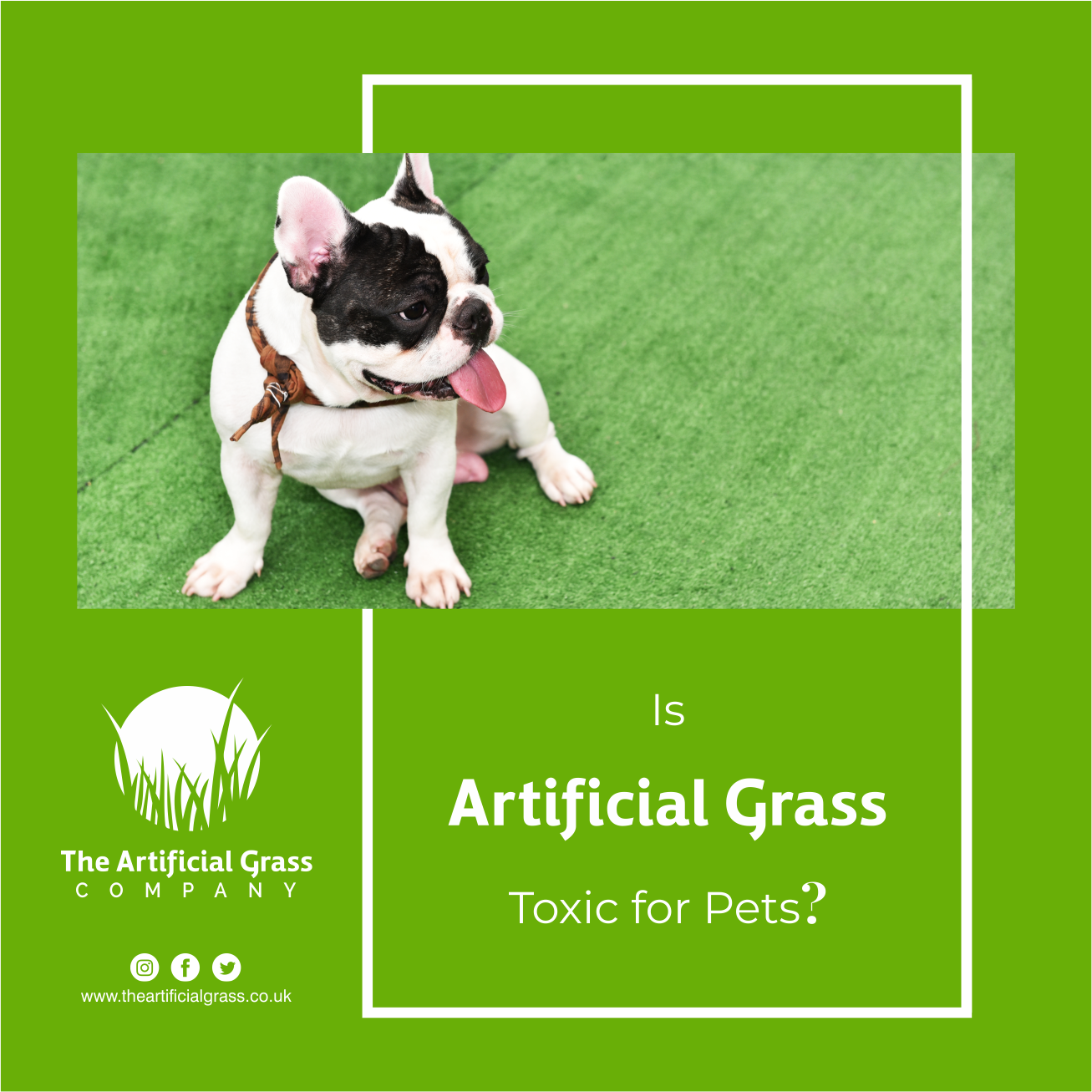 Stunning Alpaca Grass Toxic To Dogs image