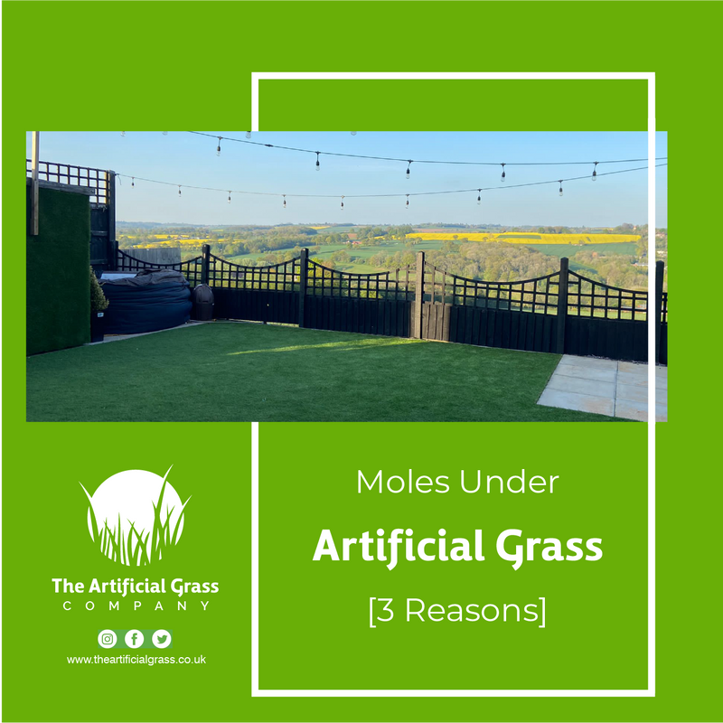 Moles Under Artificial Grass - 3 Reasons