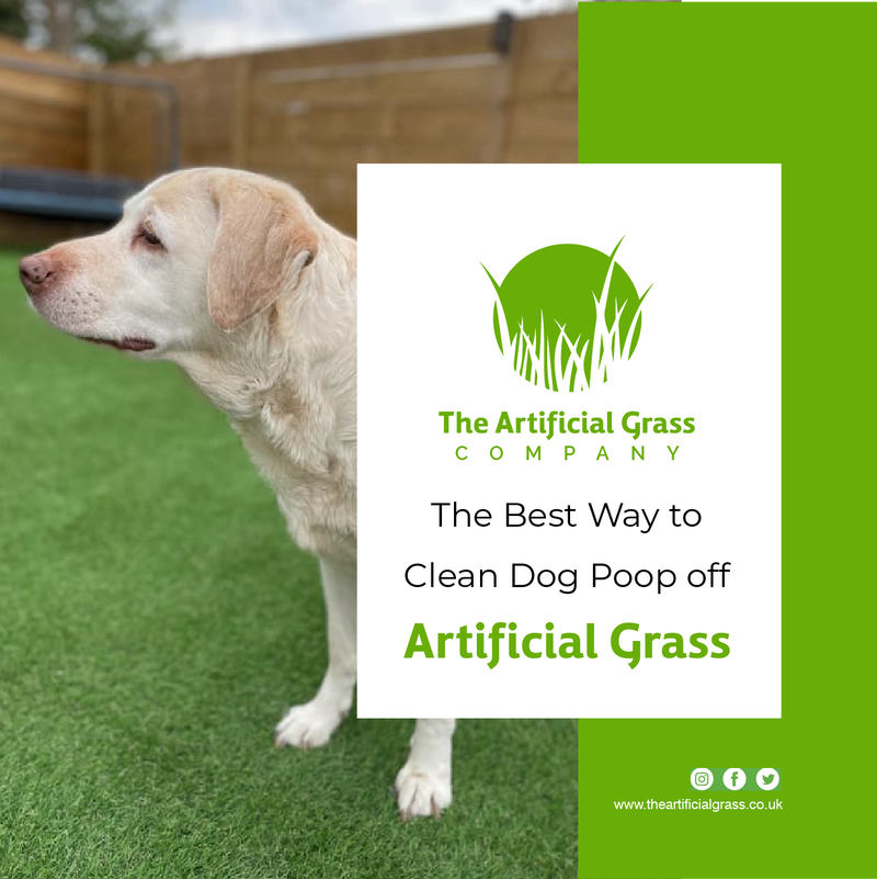 The Best Way to Clean Dog Poop off Artificial Grass