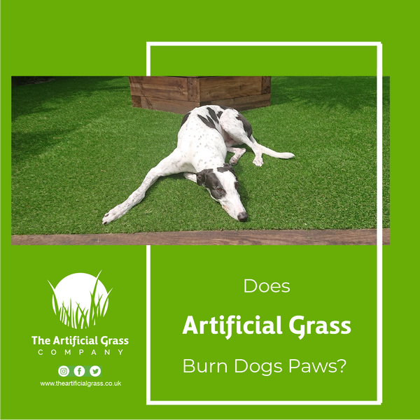 Does Artificial Grass Burn Dogs Paws?