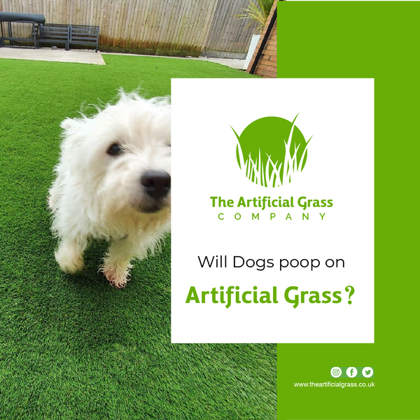 Will Dogs Poop on Artificial Grass?