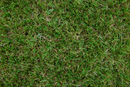Landscape 32mm Value Artificial Grass £8.99/m2