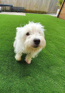 Royal 42mm Luxury Artificial Grass £19.49/m2